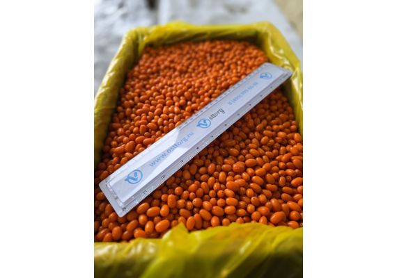 Замороженные ягоды облепихи